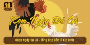 Chọn Ngày Đá Gà - Tổng Hợp Các Bí Kíp Đỉnh Từ Chuyên Gia
