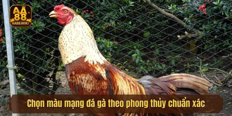 Chọn màu mạng đá gà theo phong thủy chuẩn xác nhất