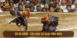Đá Gà AA88 - Sân Chơi Cá Cược Siêu Đỉnh Các Kê Thủ Nên Biết