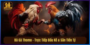 Đá Gà Thomo - Trực Tiếp Đấu Kê & Săn Tiền Tỷ Từ AA88