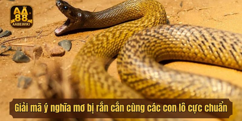 Giải mã ý nghĩa mơ bị rắn cắn cùng các con lô cực chuẩn