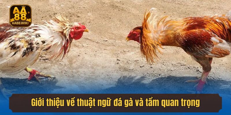 Giới thiệu về thuật ngữ đá gà và tầm quan trọng