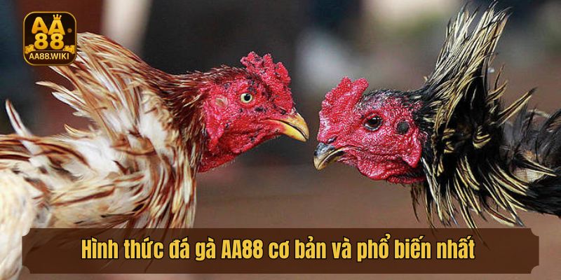 Hình thức đá gà AA88 cơ bản và phổ biến nhất hiện nay
