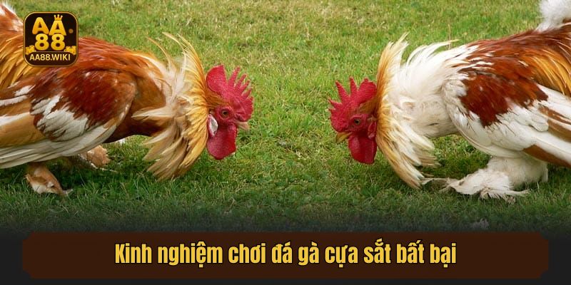 Kinh nghiệm chơi đá gà cựa sắt bất bại kê sư cần nắm