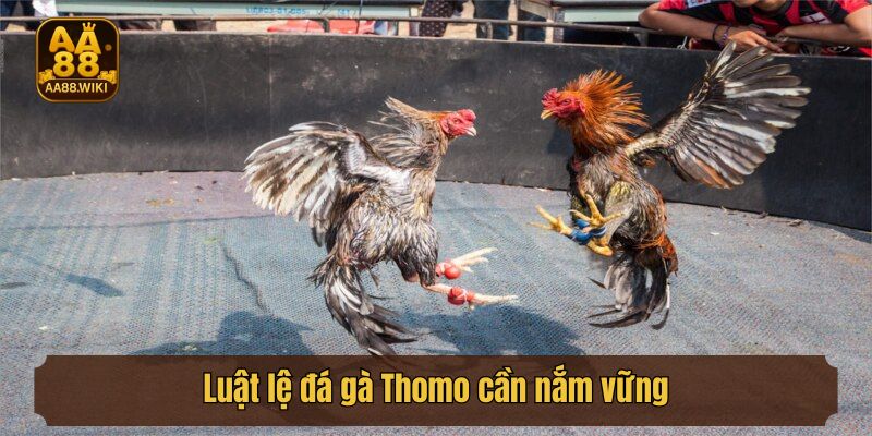 Luật lệ đá gà Thomo cần nắm vững