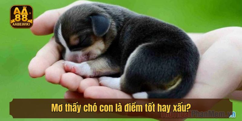Mơ thấy chó con là điềm tốt hay xấu?
