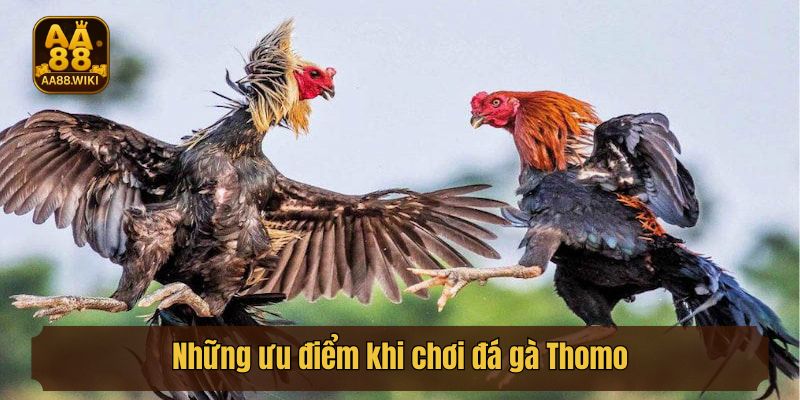 Những ưu điểm khi chơi đá gà Thomo tại aa88