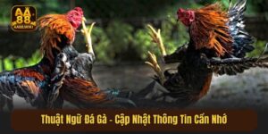Thuật Ngữ Đá Gà - Cập Nhật Thông Tin Cần Nhớ Cho Bạn Mới