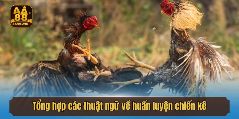 Tổng hợp các thuật ngữ về huấn luyện chiến kê