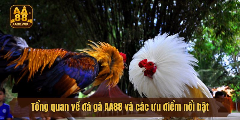 Tổng quan về đá gà AA88 và các ưu điểm nổi bật