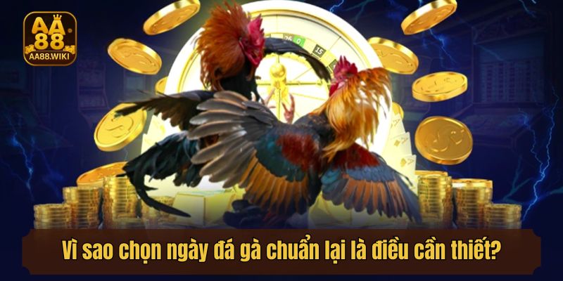 Vì sao chọn ngày đá gà chuẩn lại là điều cần thiết?